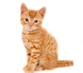 cat.jpeg